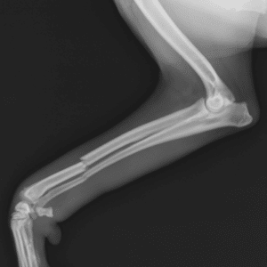 why is my dog limping