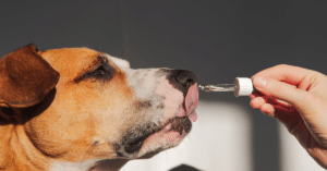 joint supplements for dogs