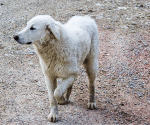 dog limping back leg