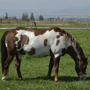 lyme disease in horses symptoms