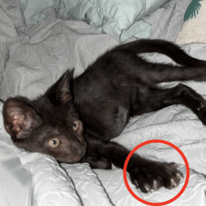 normal cat paw vs polydactyl