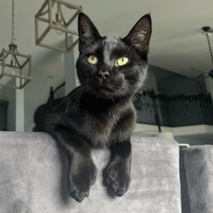 what is a polydactyl cat