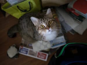 cat looking up