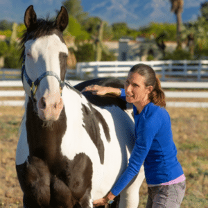 horse pregnant for how long