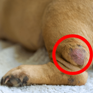 lipomas in dogs
