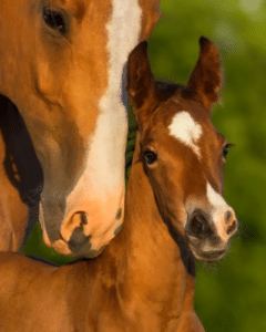 how long do horses stay pregnant