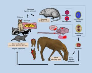 what is emp in horses