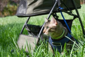 stroller for cats