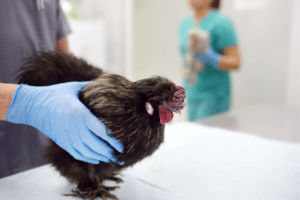 chicken wound care