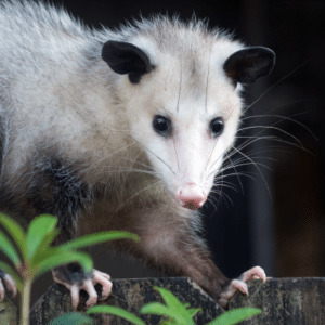 opossum