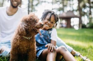 adopt dogs