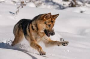 alaska dog breed