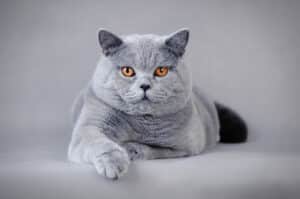 British shorthair