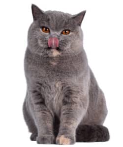 British shorthair cat