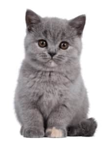 British shorthair kitten