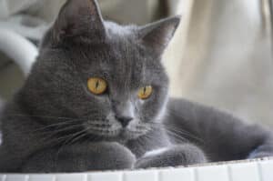 British shorthair for sale