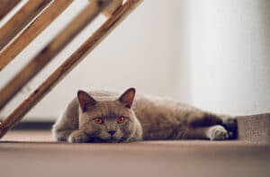 British shorthair British