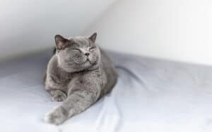 British shorthair lifespan