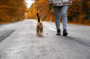 cat walk