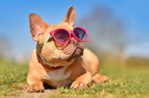 California dog breed
