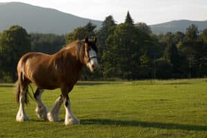 horse skin conditions