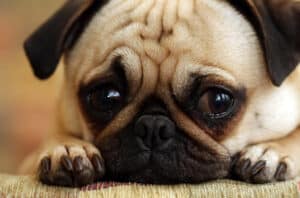 dog with jaundice