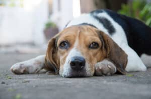 jaundice in dogs