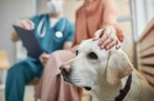 dog at vet
