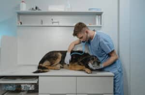 what causes jaundice in dogs