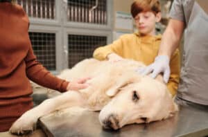 jaundice for dogs