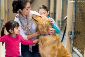 dog for adoption