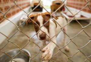 where can I adopt a dog