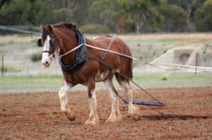 draft horse