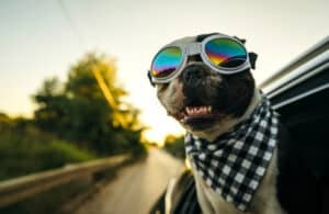 Florida dog breed