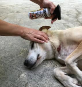 banixx for dogs