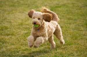 Idaho dog breed