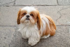 Iowa dog breed