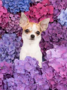 Louisiana Dog Breed