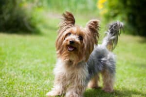 Maryland Dog Breed