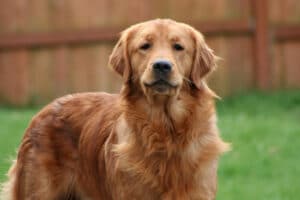 Minnesota Dog Breed