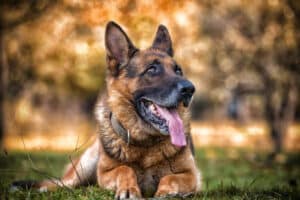 Montana Dog Breed