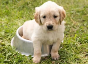 New Hampshire Dog Breed