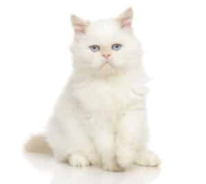 persian cat flat faced
