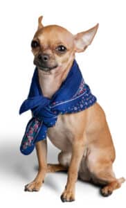 South Dakota Dog Breed