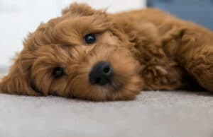 Utah Dog Breed