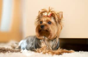Washington DC Dog Breed