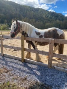 horse skin conditions