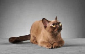 flat faced cats