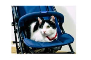 cat strollers