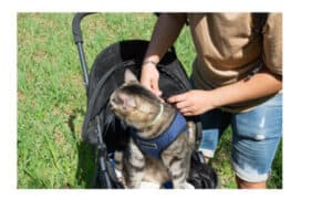 pet stroller for cats